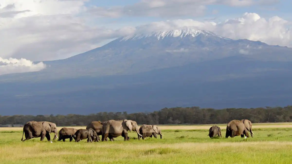 Kilimanjaro