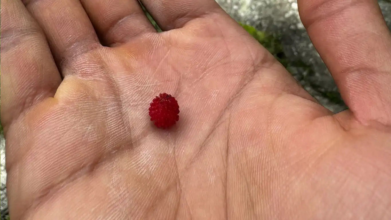 Wild Strawberry