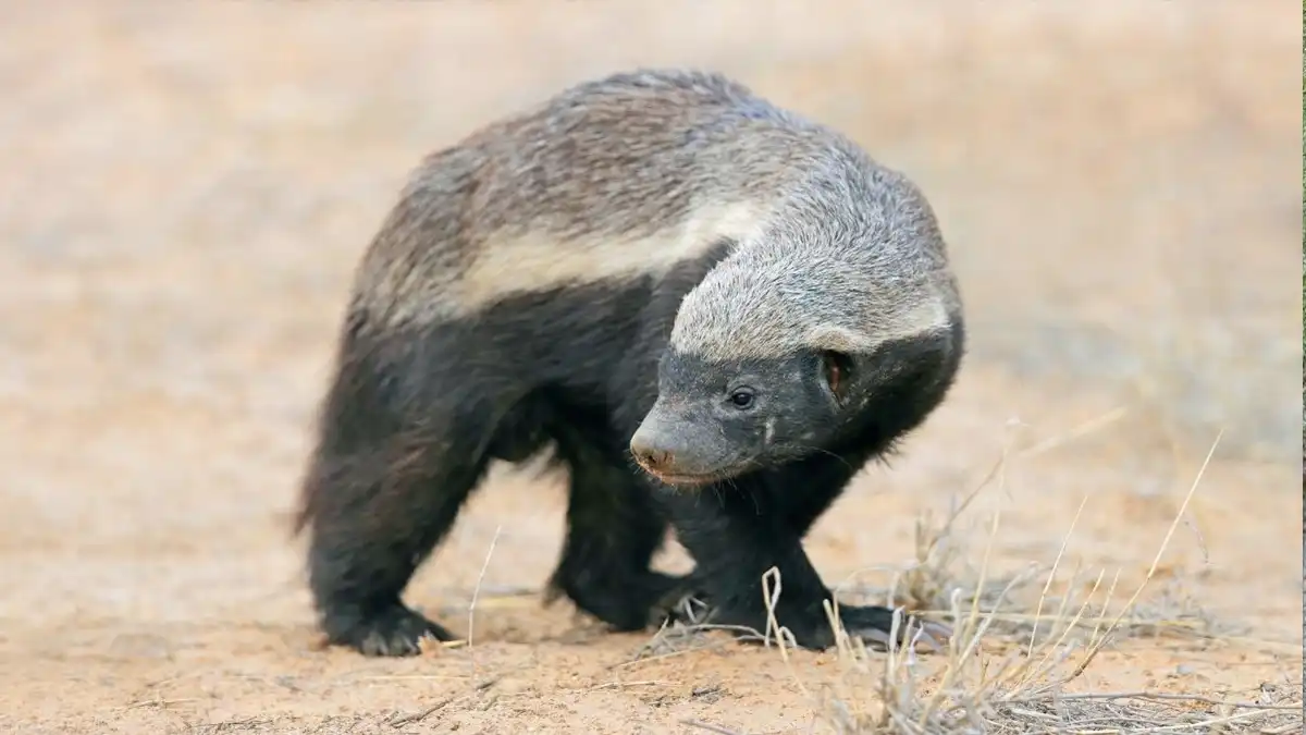 African honey badger that destroys ground-level beehives