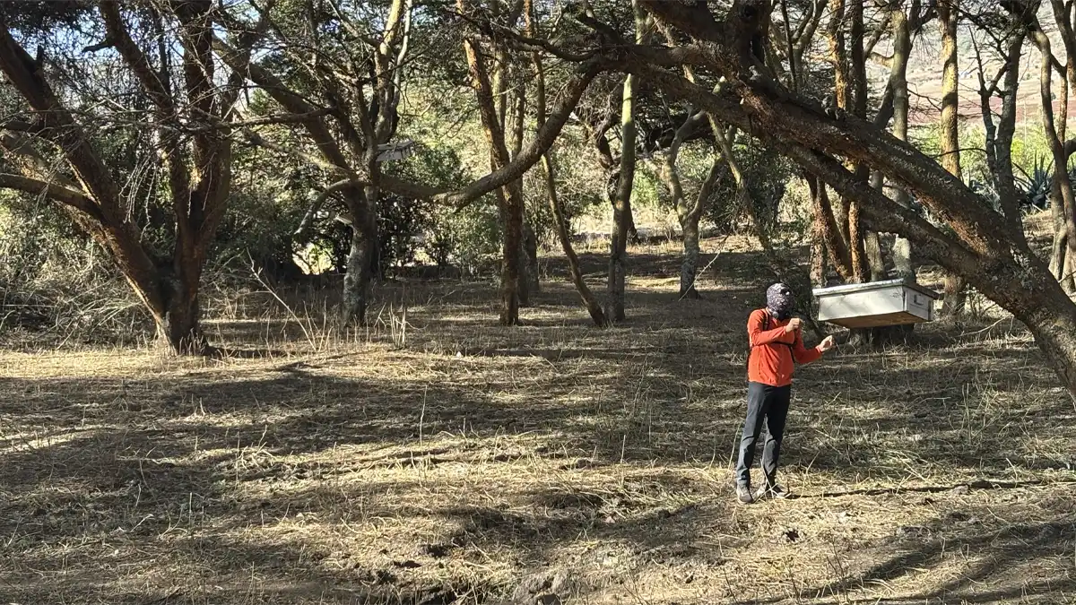 Venky inspecting hanging beehives in Tanzania
