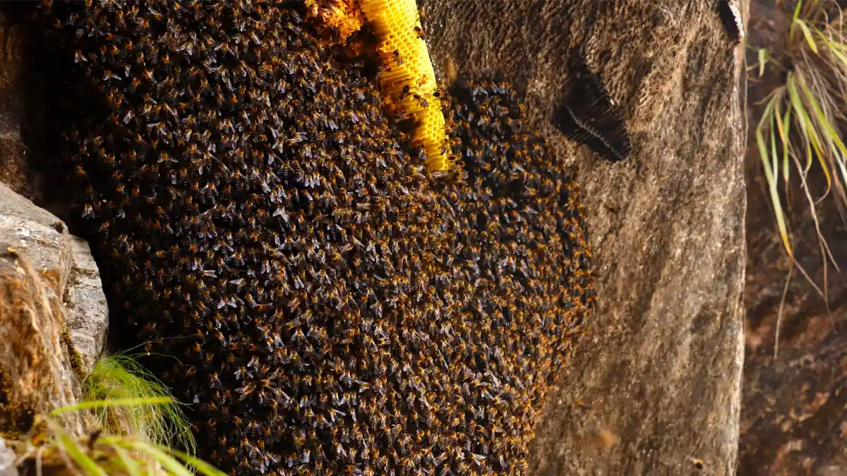 Mad honey from Nepal