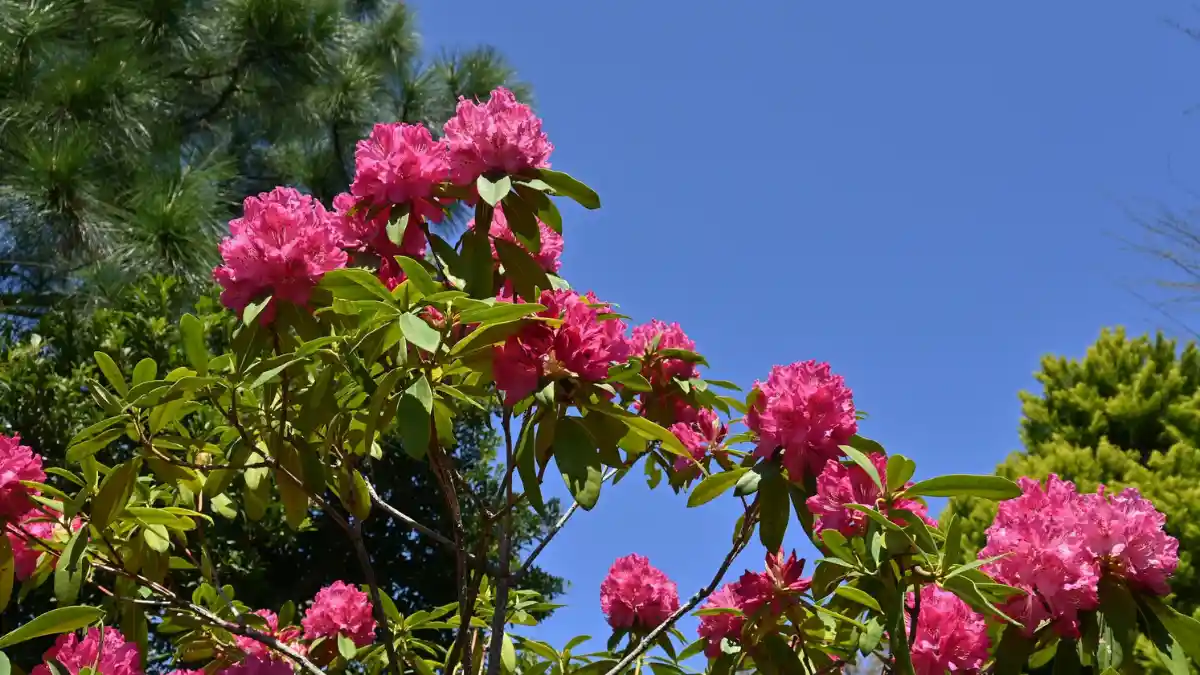 Rhododendron