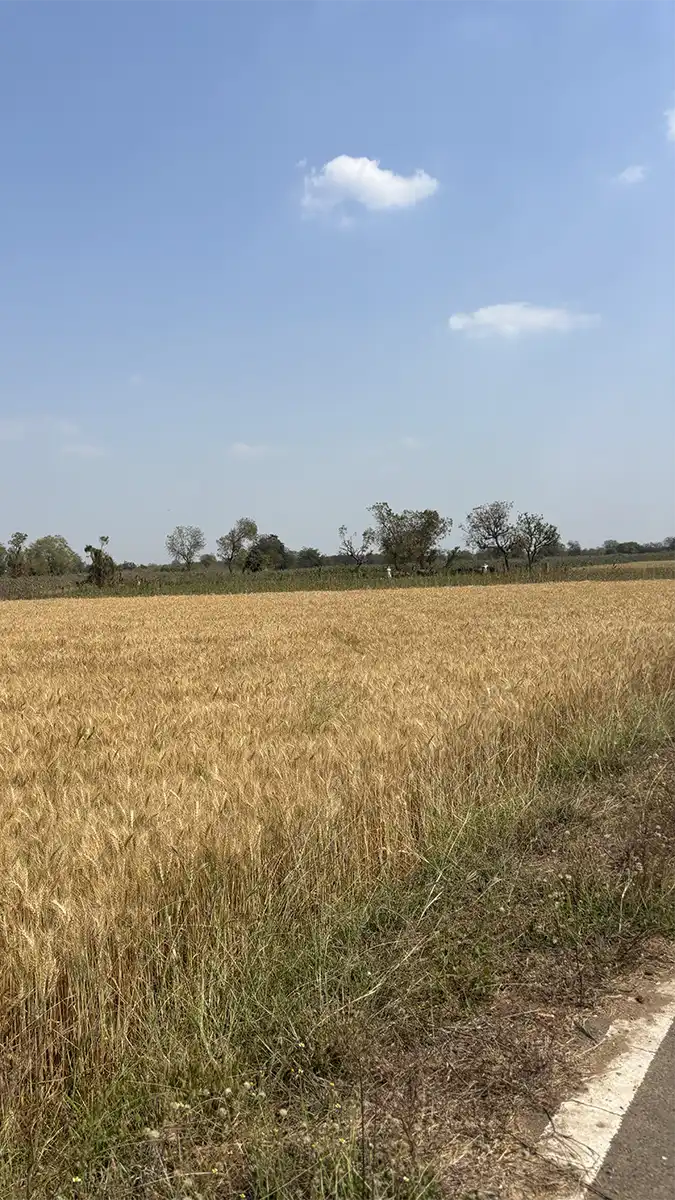 Wheat Fields