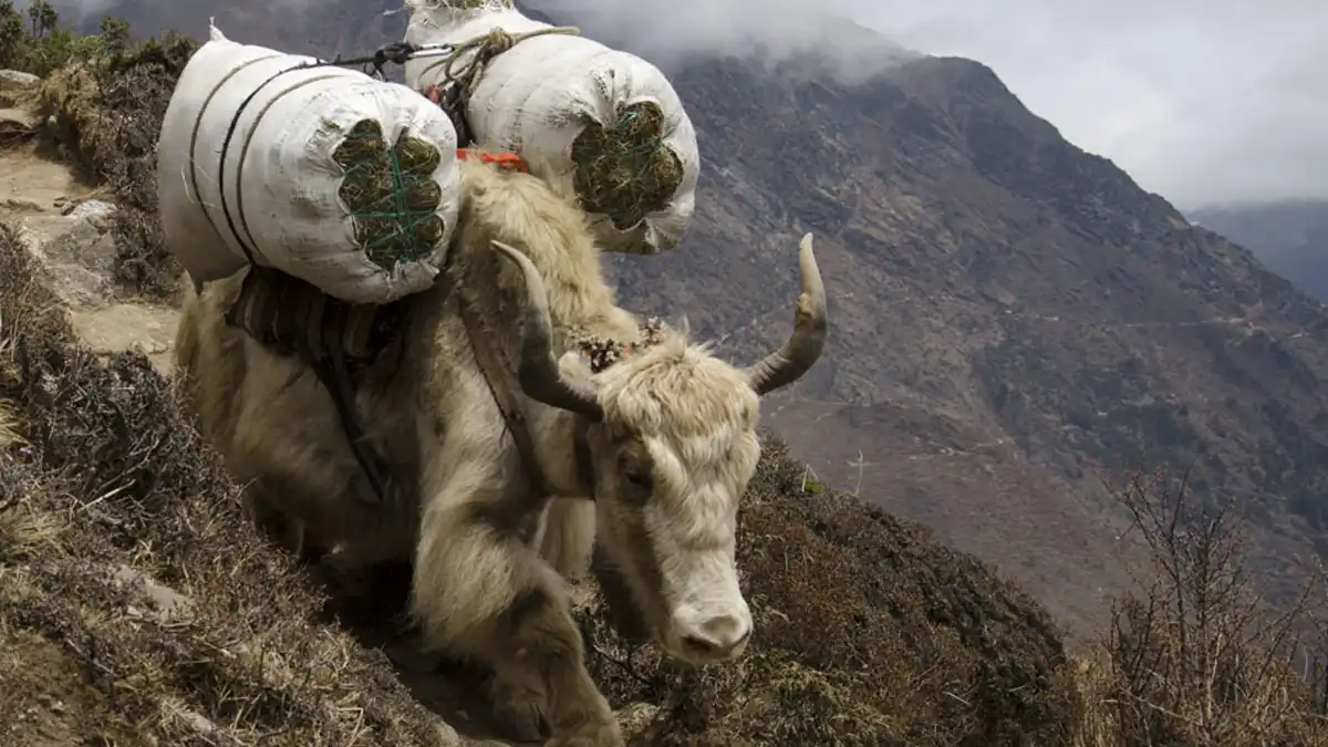 trail sign namche bazaar phortse dole khumbu