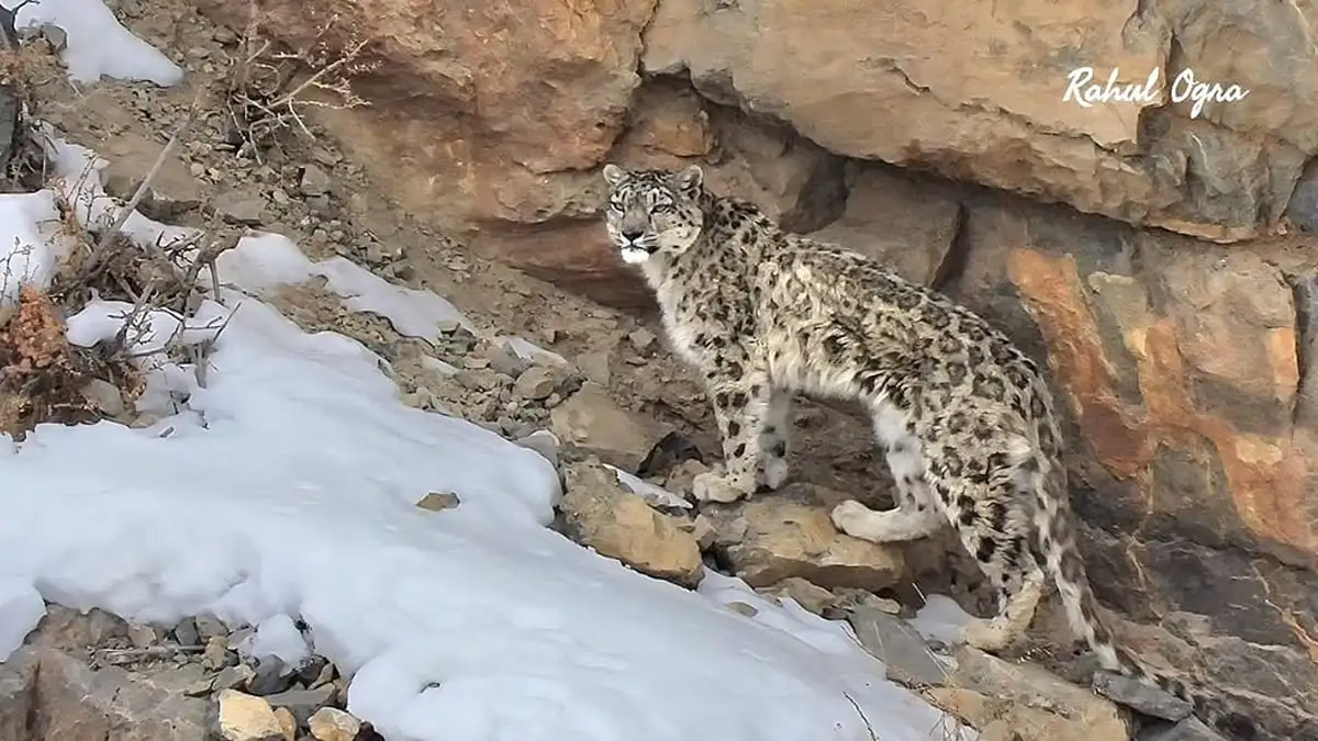 Snow leopard expedition India