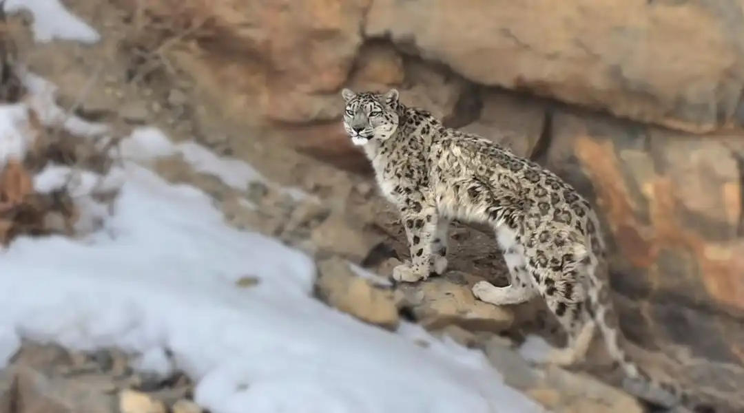 snow leopard expedition India