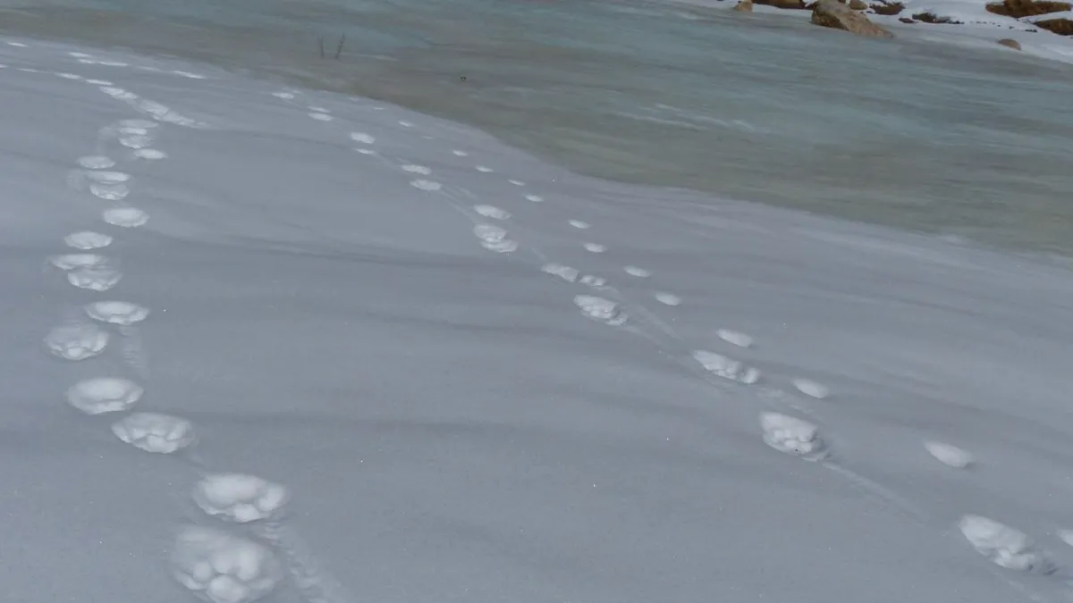 Snow leopard pugmarks on frozen stream in Ladakh winter