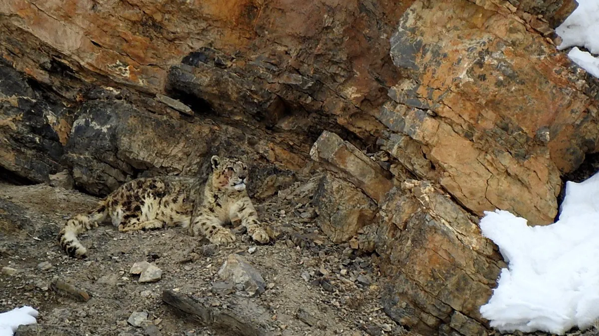 Snow leopard resting against rock face in Kibber Wildlife Sanctuary Spiti