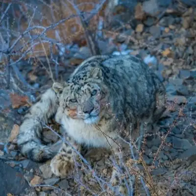 Snow leopard resting among rocks and dry shrubs in Spiti Valley
