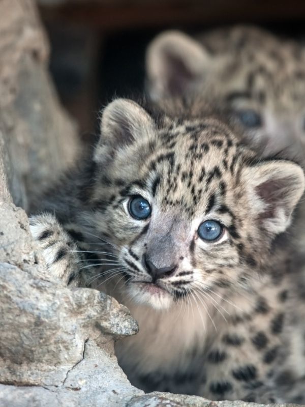 Baby Leopard