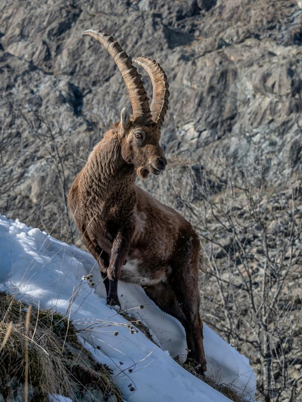 ibex on a ridge in spiti
