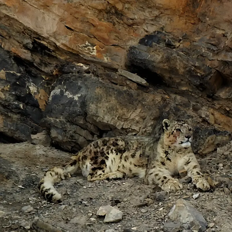 leopard in spiti valley resting on a ridge