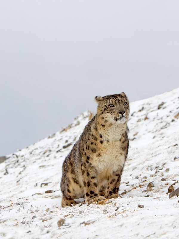 snow leopard in spiti valley