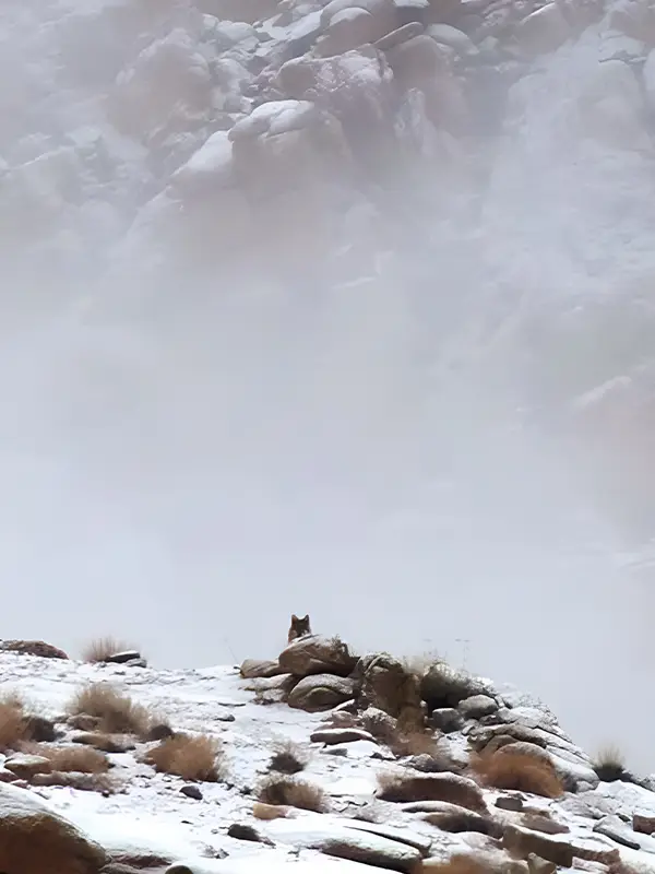 wolf in Zanskar valley